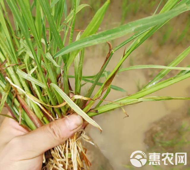 水稗草水草种子鱼虾蟹养殖牧草量大优惠