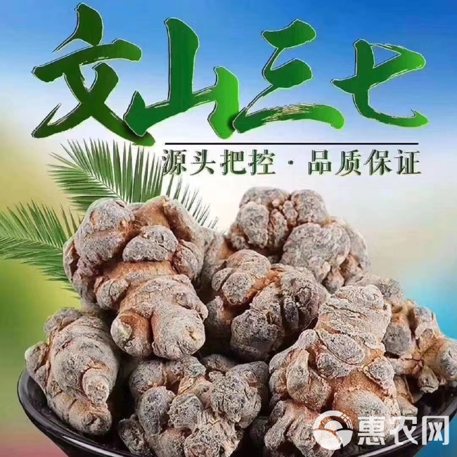 文三七  文山三七粉   云南文山地道靓三七粉