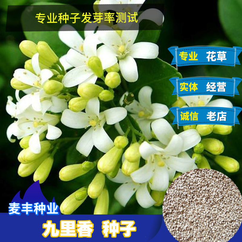 南京九里香种子 花香浓郁千里香 花圃点缀盆栽盆景