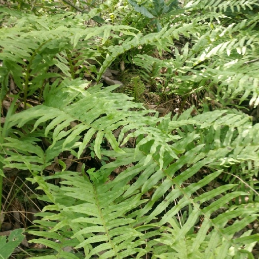 康县产自甘肃大山骨碎补含药量高