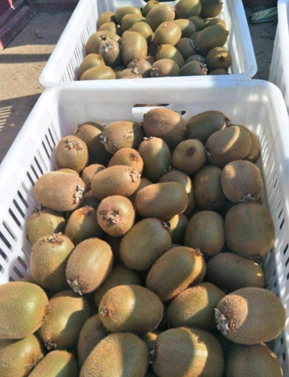 周至猕猴桃品种多，价格实惠