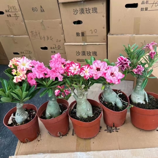 普宁市沙漠玫瑰盆栽多肉灌木或小乔木 喜高温干旱形似小喇叭玫瑰红色