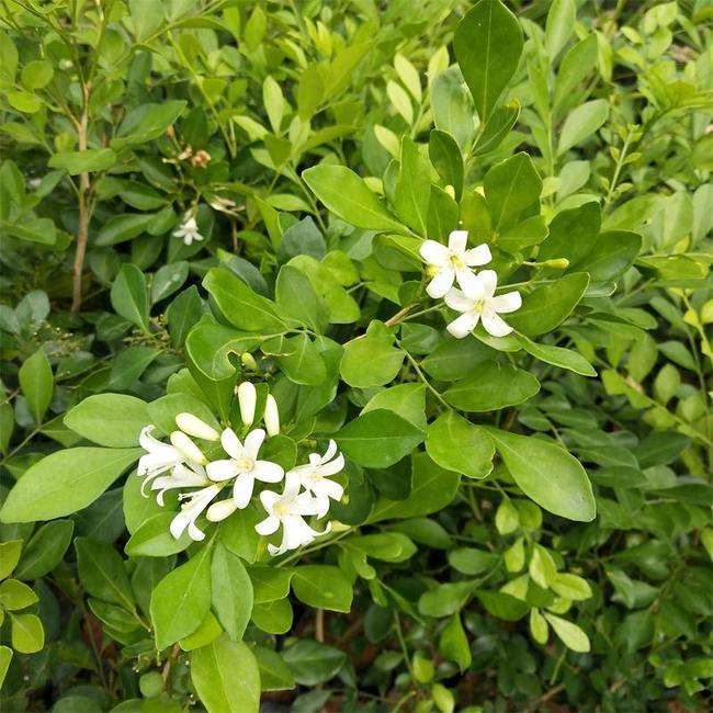 九里香種子 花香濃郁千里香 花圃點(diǎn)綴盆栽盆景