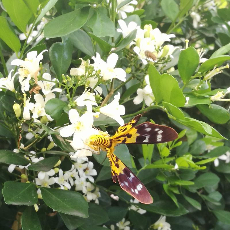 九里香種子 花香濃郁千里香 花圃點(diǎn)綴盆栽盆景