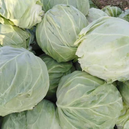 通许县包菜 甘蓝