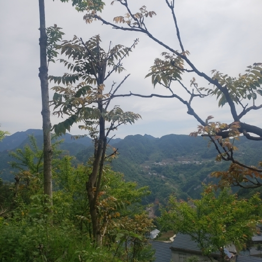 长阳县红油香椿 土鸡，土猪，香椿芽，竹笋