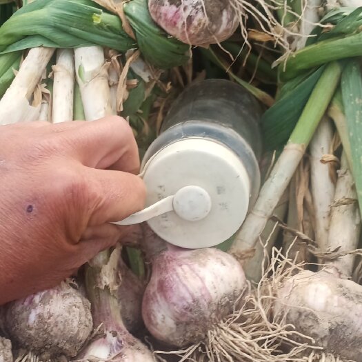 石家庄红皮蒜 红皮，紫皮鲜蒜头蔬菜基地大量上市，种植面积广，可挑货