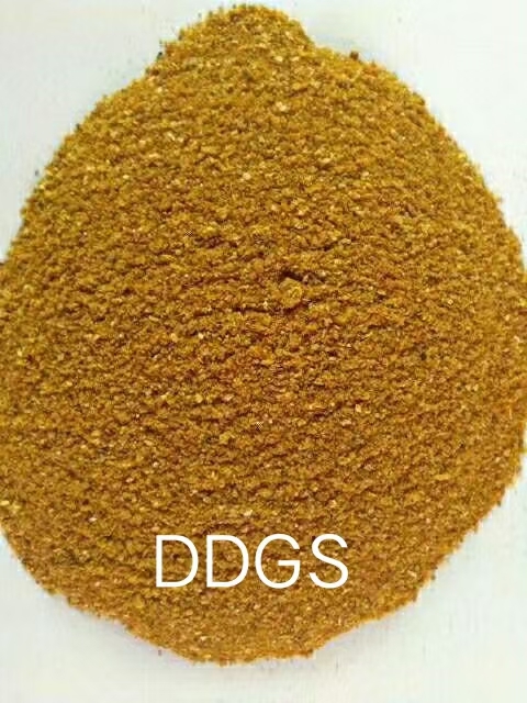 东丰县 玉米酒糟DDGS