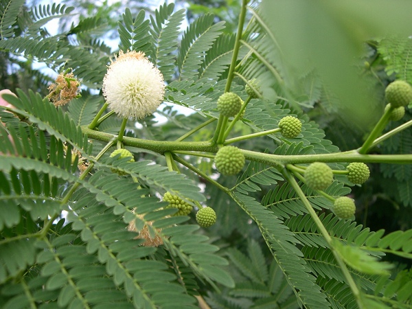银合欢种子 百合欢种子护坡草籽紫穗槐柠条刺槐高速路绿化固土