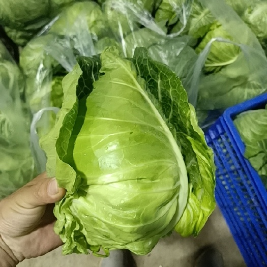 当阳市 牛心甘蓝大量现货供应，冷库打冷12小时左右，0.4元一斤走车