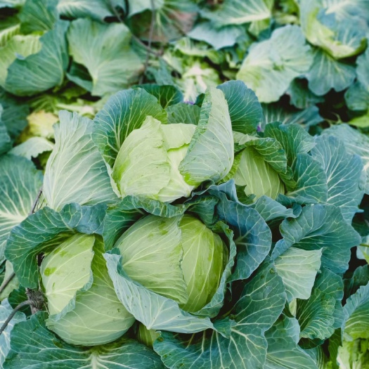 嘉鱼县平包菜    四月帅，鲜货湖北嘉鱼精品  扁包菜  质量保证