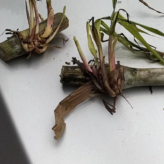 汉寿县牧草种苗：苗产15-40吨，适合猪牛羊鸡鸭鹅等所有食草动物