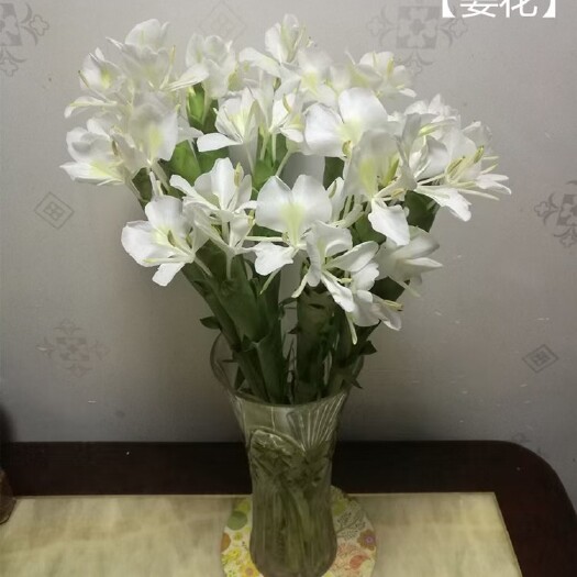 赤壁市 姜花蝴蝶百合种苗