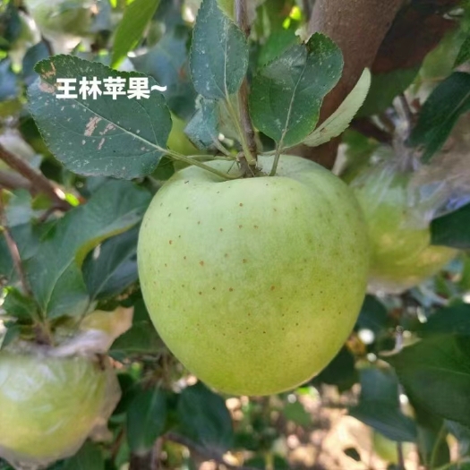 泰安王林苹果树苗 王林苹果苗，青林苹果苗，正绿脆香