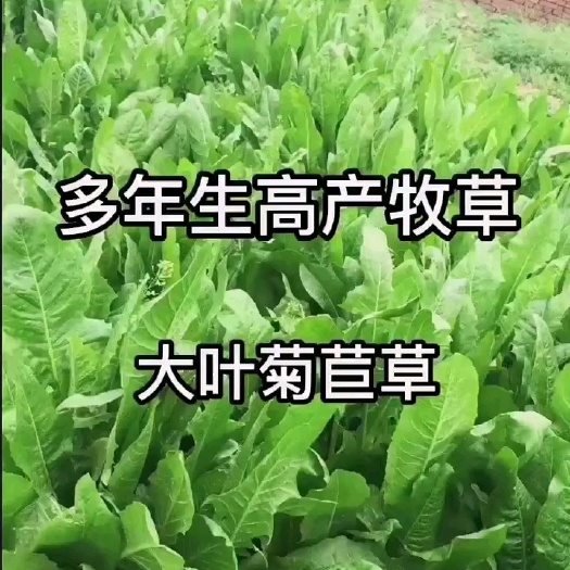 嘉祥县高产牧草菊苣牧草种子净籽
