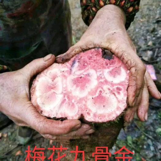  九龙藤，梅花九骨金，梅花入骨丹