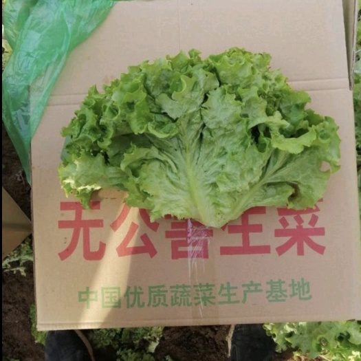 邯郸美国大速生 生菜