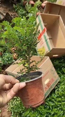 青州市清香木盆栽 