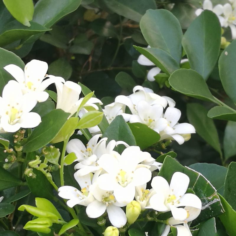 九里香種子 花香濃郁千里香 花圃點(diǎn)綴盆栽盆景