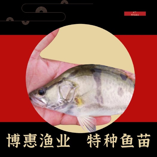 翁源县鳗鱼苗，白鳝苗新品上市。已备货好，支援全国发货。