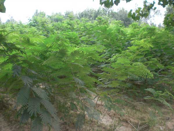 银合欢种子 百合欢种子护坡草籽紫穗槐柠条刺槐高速路绿化固土