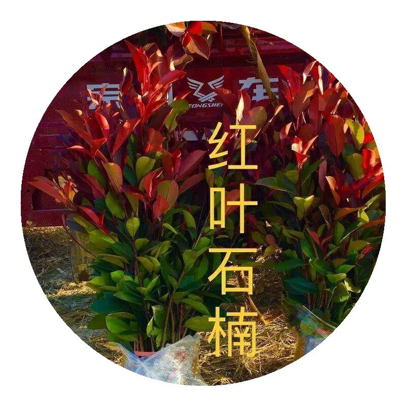 南京红叶石楠种子四季常青绿化树种子红罗宾火焰红石楠树种子
