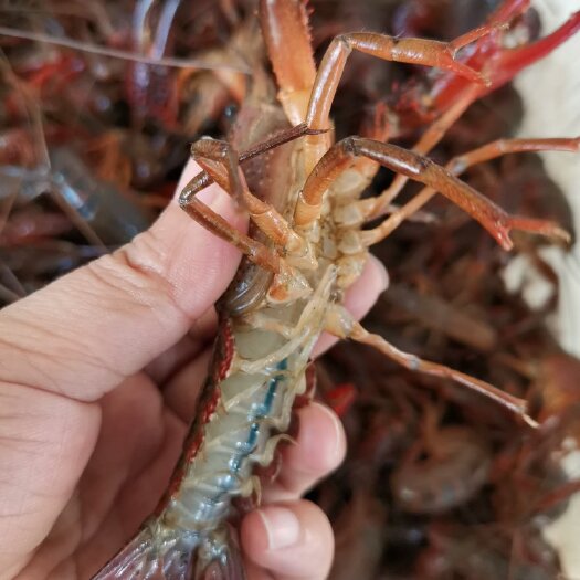 洪湖市湖北洪湖，清水小龙虾，免洗产品