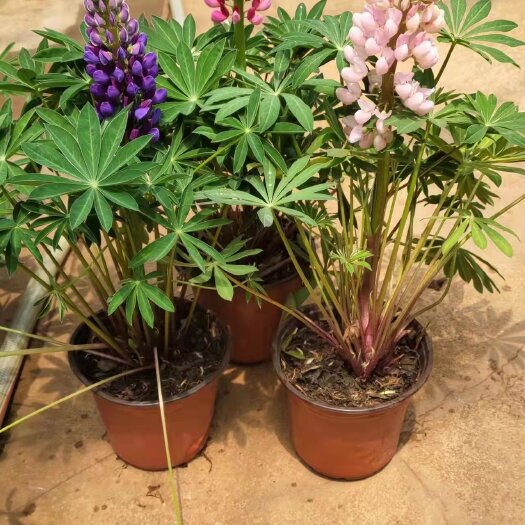 昆明鲁冰花盆栽 160＃鲁冰花24盆装品质好