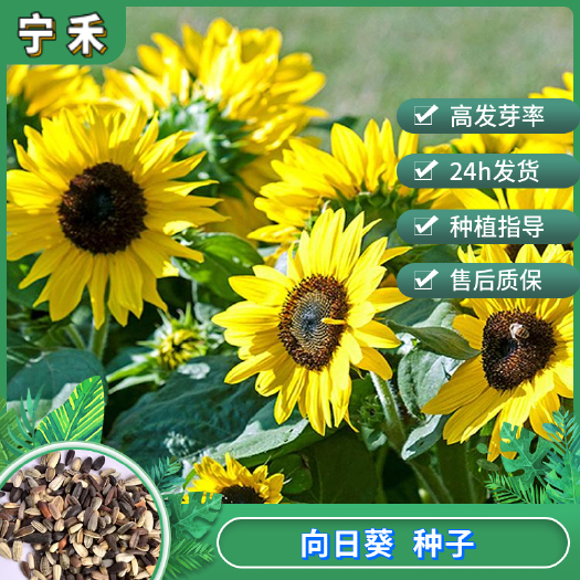 向日葵种子 玩具多头彩色迷你观赏向日葵 食用油葵种子