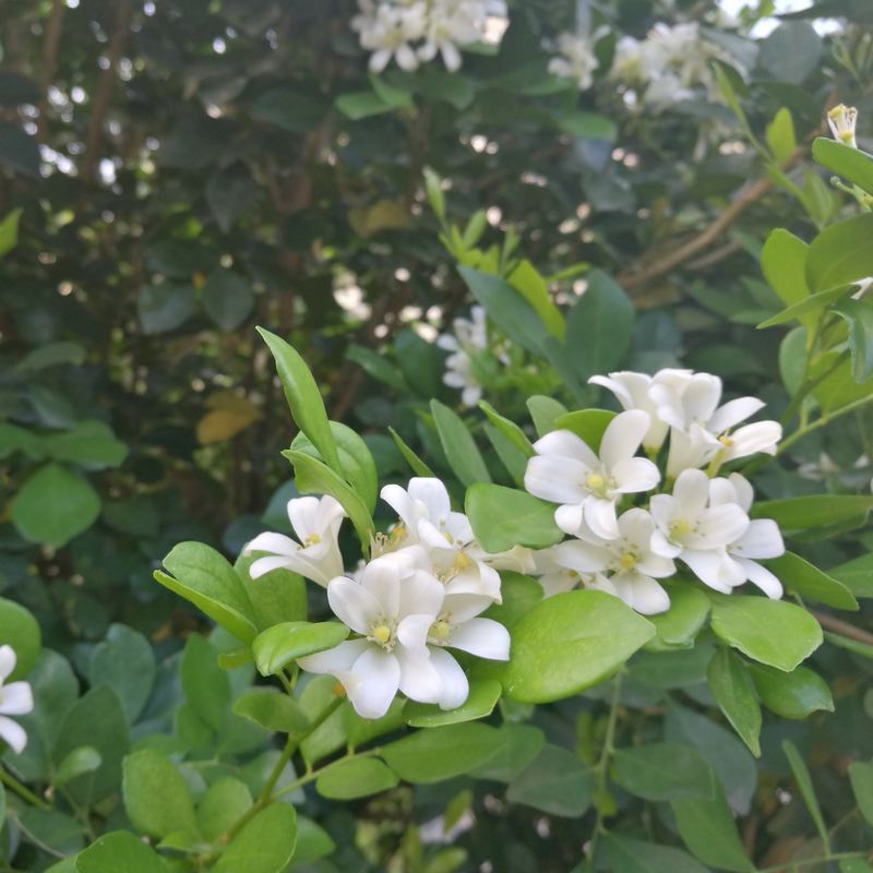 九里香種子 花香濃郁千里香 花圃點(diǎn)綴盆栽盆景