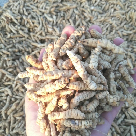 宾阳县虫草参，银条菜，地蚕子，地参