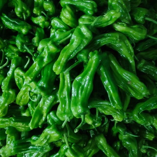 兰陵县青泡椒 薄皮椒，芜湖椒，301辣椒