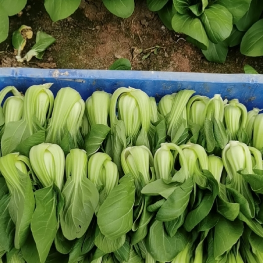 上海上海青 大棚种植青菜，国家标准用药，安全清洁