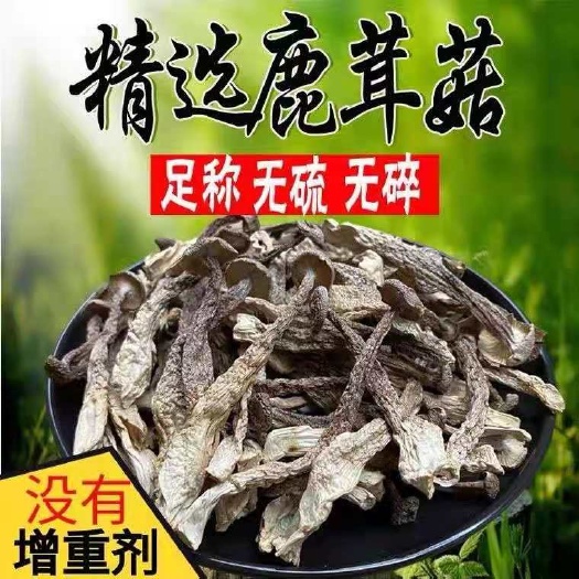 宁化县鹿茸菇干货新鲜鹿茸菌特级500g鹿耳姑食用菌煲汤菌类食材