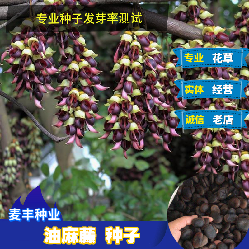 南京油麻藤种子 禾 雀花雀儿花种子 庭院爬藤花卉种子
