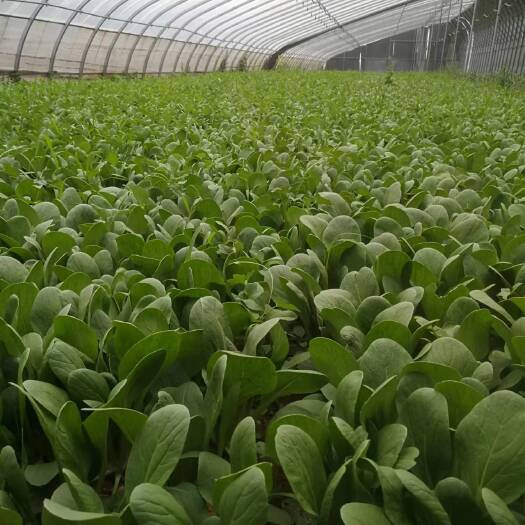宜阳县洛阳万亩基地小油菜，上海青，大棚种植，常年不断货。