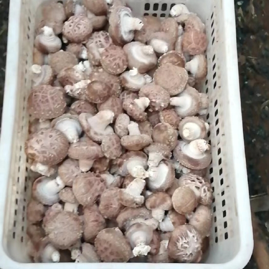 新鲜花菇 大批量供应