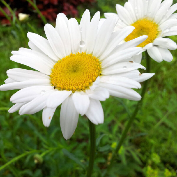 大滨菊种子 大白菊西洋滨菊种子四季易种庭院阳台种子景观花海