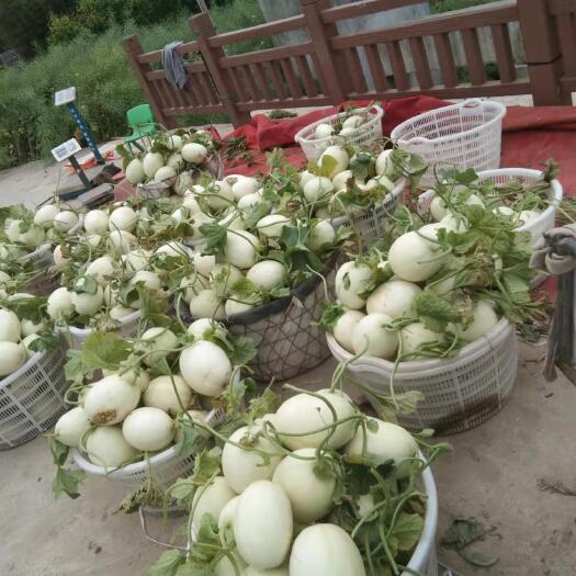 上海玉菇甜瓜大量上市