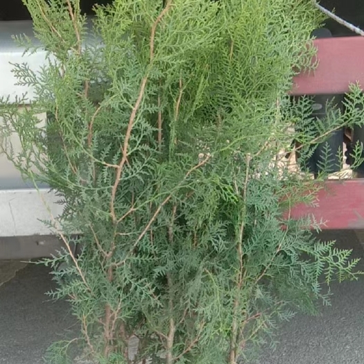 定州市圆枝侧柏 侧柏-大量出售侧柏，价格优美，欢迎采购