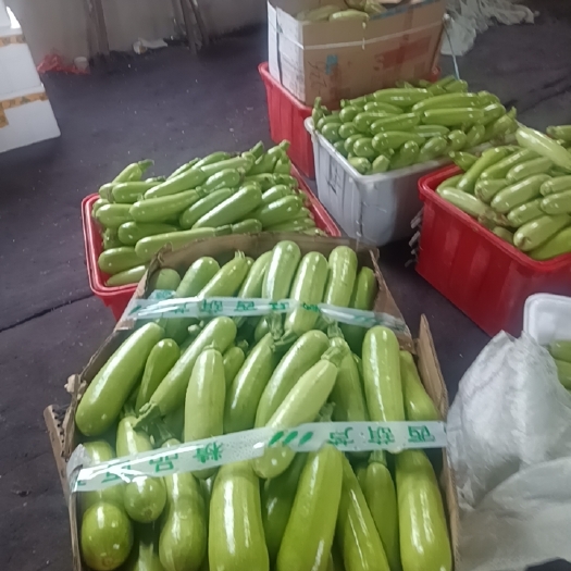 费县绿皮西葫芦 精品绿条西葫芦代办