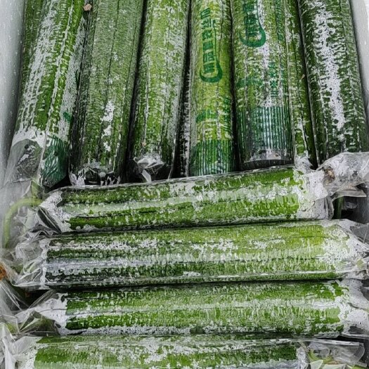 钦州菜瓜 25-30