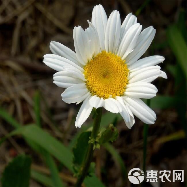 大滨菊种子 大白菊西洋滨菊种子四季易种庭院阳台种子景观花海