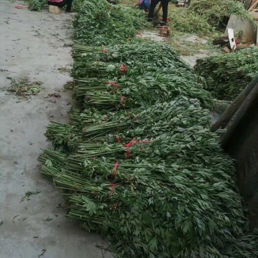 端午节艾草全棵鲜批发
