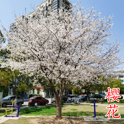 樱花【浙江】2-25公分樱花染井吉樱 早樱 晚樱速生樱花树