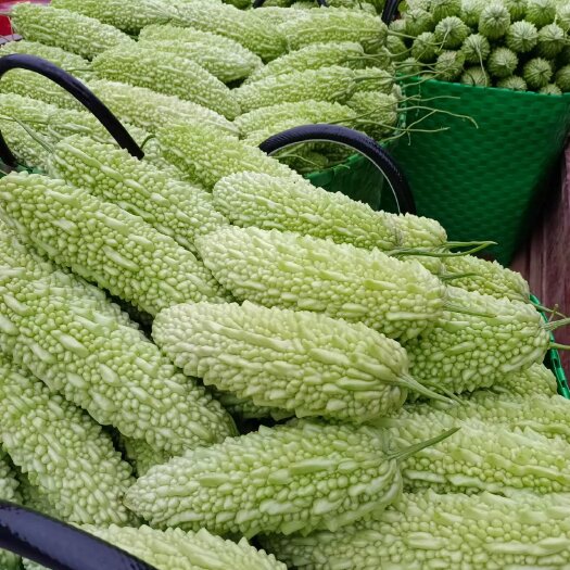 南宁白玉苦瓜 大量上市白苦瓜货足量大