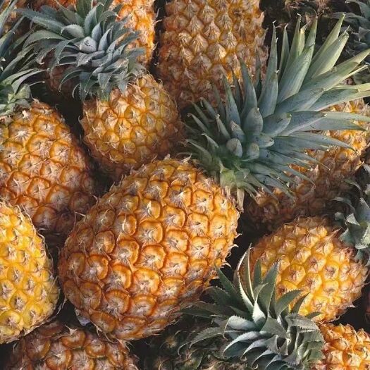 9斤香水菠萝 云南香水小菠萝当季现摘新鲜水果非广东