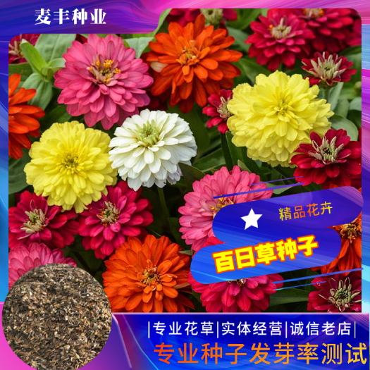 南京百日草种子 百日菊火球花四季易种庭院阳台景观花 量大优惠