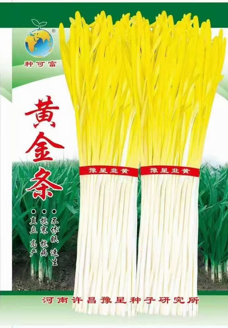 南靖县韭菜种子  韭状元株丛紧凑直立性好，生长速度快整齐，叶色深绿
