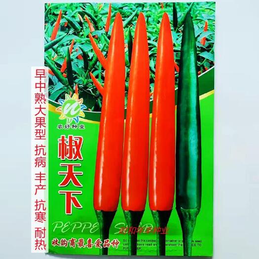 沭阳县大果杂交朝天椒种子泰国引进椒天下辣椒种籽抗寒耐热农家春秋季